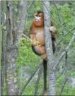  ?? ?? Golden monkey Tianye climbs a tree.