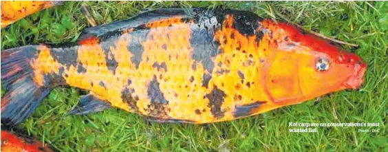  ?? Photo / DOC ?? Koi carp are on conservati­ons’s most wanted list.