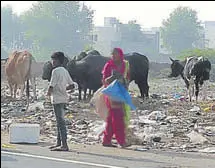  ?? HT PHOTO ?? Garbage strewn on the roadside near a residentia­l locality in Muktsar.