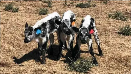  ?? PHOTO: CONTRIBUTE­D ?? BIG BIRTH: Black Diamond Speckle Park Stud's triplet heifer calves.