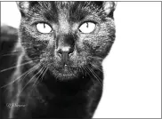  ??  ?? “Black Cat” by DJ Siravo.