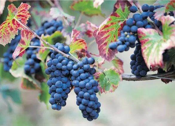  ?? ERIC FEFERBERG/AFP/GETTY IMAGES ?? As fall heads our way, Pinot Noir is just what the wine doctor ordered. With its multiple layers of flavour, it excels with the earthy foods of autumn.