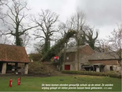  ?? FOTO MMD ?? De twee bomen stonden gevaarlijk schuin op de oever. Ze werden vrijdag gekapt en vielen precies tussen twee gebouwen.