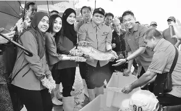  ??  ?? Belayong (fourth left) shows the sea bass broodstock for release into the sea.