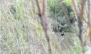  ?? Seth McConnell, Denver Post file ?? Adam Domsley casts his line as he fishes for trout at Strontia Springs in Waterton Canyon in 2014.