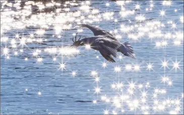  ?? Mark Seth Lender / Contribute­d photo ?? Smeagull the Seagull with a mouthful of live spider crab.