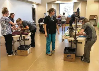  ?? LAWRENCE BUDD / STAFF ?? Maegan Peloe, instructor of the Warren County Career Center’s Veterinary Science program, oversees grooming of some of the 111 poodles rescued from a local home. She said the students are able to handle surgeries from their clinic.