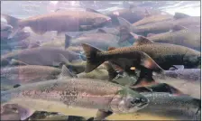  ?? ?? SEPA has been confirmed as the lead body responsibl­e for managing the risk to wild salmonids from sea lice from marine finfish farms.