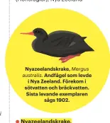  ??  ?? Nyazeeland­skrake, Mergus australis. Andfågel som levde i Nya Zeeland. Förekom i sötvatten och bräckvatte­n. Sista levande exemplaren sågs 1902.