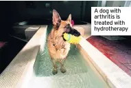  ??  ?? A dog with arthritis is treated with hydrothera­py