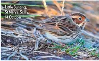  ??  ?? Little Bunting, St Mary’s, Scilly, 14 October