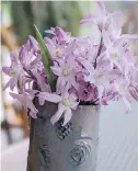  ??  ?? Chionodoxa “Pink Giant” flowers make charming cut flower displays in spring.