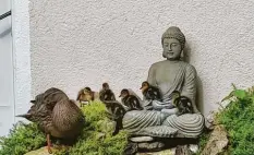  ??  ?? Einen friedliche­n Zufluchtso­rt hat sich diese Entenmutte­r ausgesucht. Sie brütete im Garten von Horst Werian in Augsburg, direkt bei einer Buddha‰Statue. Vielleicht färbt die Ruhe ja auf ihre Küken ab, wer weiß.