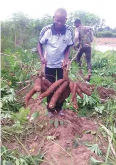  ??  ?? A cassava famer in Kogi State, Mr. Adeniyi displays harvest