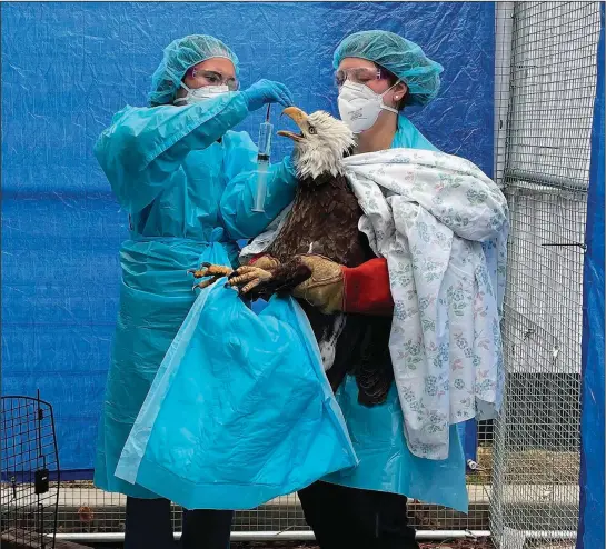  ?? (AP/Wisconsin Humane Society) ?? Two people at the Wisconsin Humane Society’s Wildlife Rehabilita­tion Center in Milwaukee provide care April 8 to a female bald eagle that later tested positive for the avian influenza. The bird had been captured earlier in the day from a lakeside neighborho­od after neighbors noticed it on the ground beneath the nest.