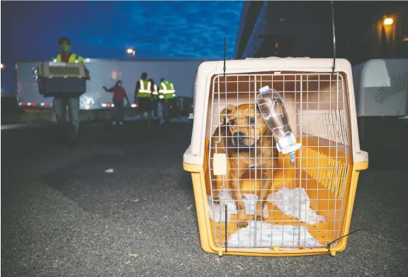  ?? MEREDITH LEE/ THE HUMANE SOCIETY ?? Dogs rescued from a dog-meat farm in South Korea arrive at Dulles Internatio­nal Airport near Washington, D.C.