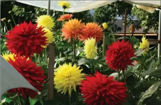  ?? PHOTOS BY KATHY RENWALD, SPECIAL TO THE HAMILTON SPECTATOR ?? Dahlias in John Mooney’s garden are staked and protected from rain by umbrellas. It’s been a perfect summer for growing because of cooler weather.