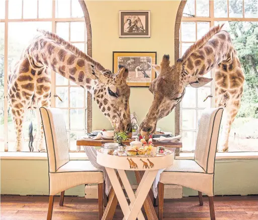  ?? SCOTT RAMSAY ?? First built as a country estate in 1932 by Scottish toffee tycoon Sir David Duncan, the Giraffe Manor is now a hotel and sanctuary for Rothschild’s giraffes.