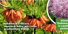  ??  ?? Hundreds of Fritillari­a imperialis ‘Rubra’ will create an astonishin­g display Allium ‘Globemaste­r’ is a perfect partner
