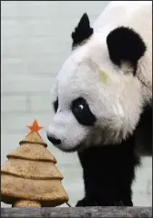  ??  ?? Going: Tian Tian spots the carrot star