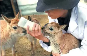  ??  ?? Fawns are fed milk at the Sonam Dargye Station in Hoh Xil.