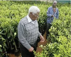  ?? Picture: Antonio Muchave ?? Dr Sam Motsuenyan­e at the Winterveld citrus farming project.