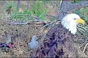  ?? Berry eaglecam ?? The lone eaglet remains in the shadow of an adult at the Berry College nest Friday after its sibling suffered a fatal fall.