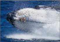  ?? (File Photo/AP/Mark Baker) ?? A humpback whale breaches June 14, 2021, off the coast of Port Stephens.