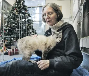  ?? NICK PROCAYLO ?? Gwyneth Lewis, a volunteer at the SPCA, sits with Betty, a cat up for adoption in Vancouver. A new study on cat overpopula­tion in Canada says there are still more cats than people willing to give them homes.