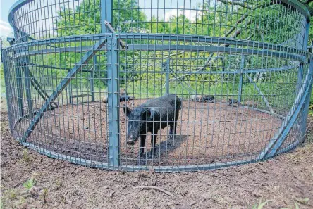  ?? [PHOTOS PROVIDED BY NOBLE RESEARCH INSTITUTE] ?? Feral swine are trapped in a BoarBuster trap.