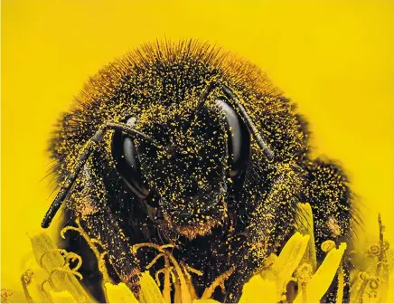  ??  ?? Last year’s People Choice Award winner Murray McCulloch got up close with a bumblebee resting on a dandelion during a cold Dunedin morning.