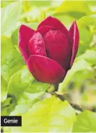  ??  ?? Geniealkal­ine soil. Another advantage of these plants is that they will start to flower quite young, unlike the bigger trees which will take years before they set flower buds.Magnolia Genie is a relatively new cultivar and another one ideal for the