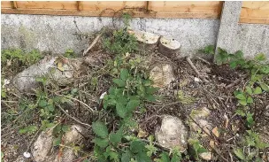  ??  ?? ●● Morris Dentith claims the roots of a scrub willow tree has caused structural damage