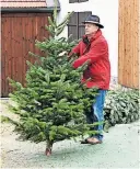  ?? [ Clemens Fabry ] ?? Richtig lagern ist das Um und Auf, sagt Christbaum­bauer Franz Raith.