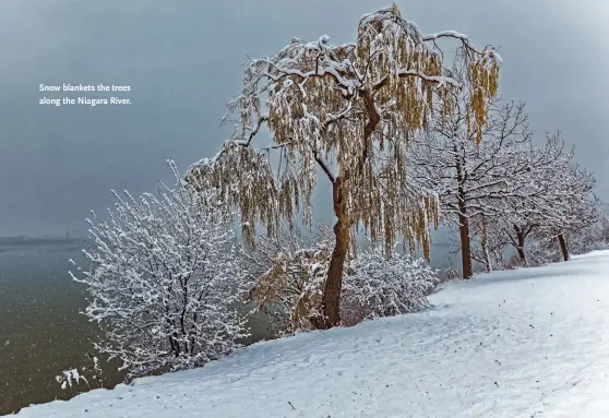  ??  ?? Snow blankets the trees along the Niagara River.