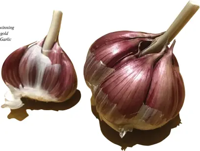  ??  ?? Richard Bennett’s award winning ‘Fleurieu garlic’ that won gold in 2014 at the Inaugural Garlic Awards, then bronze in the 2017 Australian Food Awards and gold in 2018, where it received 96.5 points and the Best in Class medal.
