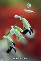  ??  ?? Salvia discolor.