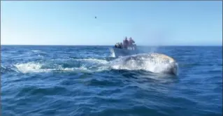  ?? PHOTOS BY BRIAN J. CANTWELL, TNS ?? A barnacle-encrusted grey whale surfaces just ahead of a 22-foot whale-watching boat in Magdalena Bay, Mexico.