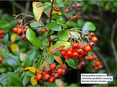  ?? ?? Pyracantha scab is a common problem causing berries to turn brown