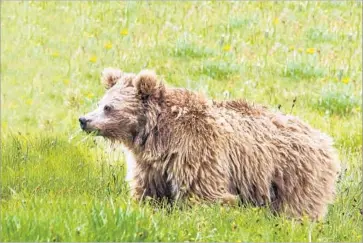  ?? Abdullah Khan AFP/Getty Images ?? A HIMALAYAN brown bear in a field in Pakistan. DNA analysis of remains of purported “yetis” have shown that the mysterious creature would be a bear from the high mountains of Asia, according to a recent study.