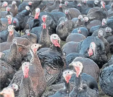  ??  ?? BIRD FLU: More than 10,000 turkeys will be culled at the site in Yorkshire.