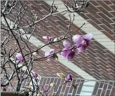  ?? HEATHER HACKING — CONTRIBUTE­D ?? Buds begin to bloom on the tulip tree.