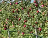  ??  ?? ADDRESS: 127 Raukawa Road, Bridge Pa, HASTINGS.
ORCHARD: Planted in apples (presently leased expires Aug 1st 2021).
LAND: 18.5886 hectares (more or less).
Predominan­tly class 39 Takapau Ashy sandy loam on gravel
Water consents & perm irrigation
3 bay shed plus workshop
Tack shed
HOME
FLOOR: 267m² approx. KITCHEN: Open plan. DINING: Open plan.
LIVING AREA: Open plan.
BATHROOMS: Three including ensuite.
BEDROOMS: Five.
LAUNDRY: Included in garage.
EXTRAS: Office.
GARAGE: Two car integral.
GARDEN: Easy- care. Generous covered decked area.
VIEWING: By appointmen­t only.
FOR SALE: By tender closing Thursday 22 April 2021 at 2pm (Plus GST if any).
AGENT: COLLIERS RURAL Louise Wake
M 0274 425 488
06 877 0194