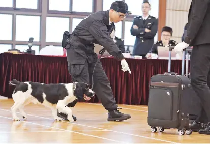  ??  ?? A handler guides Nick as the dog undergoes tests to qualify as a customs sniffer dog. — Ti Gong