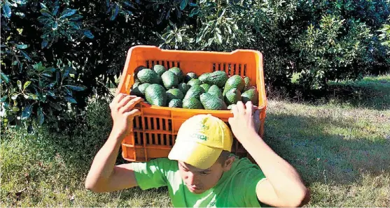  ?? JORGE CARBALLO ?? La semilla de ese fruto puede ser una fuente extra de ingresos para los productore­s.