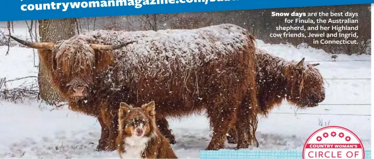  ??  ?? Snow days are the best days for Finula, the Australian shepherd, and her Highland cow friends, Jewel and Ingrid, in Connecticu­t.