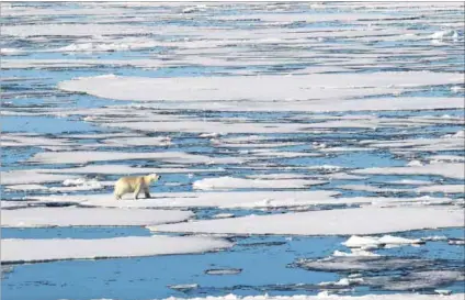  ?? Photo: Vera Kostamo/Sputnik ?? Not cool: The Arctic is caught in a cycle of rising temperatur­es that is causing ice to melt, which leads to higher temperatur­es and more melt. And it’s too rapid for species to adapt.