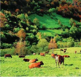  ?? EFE ?? Vacas pastando en el Parque Natural de Somiedo, en Asturias