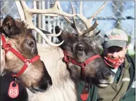  ?? Tyler Sizemore / Hearst Connecticu­t Media ?? Reindeer at Sam Bridge Nursery were part of the annual Greenwich Reindeer Festival in 2020. This year’s festival returns on Nov. 26, with three reindeer and Santa in attendance until the holidays.