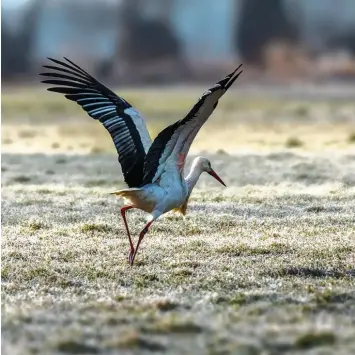  ?? Foto: Alfred Weglehner ?? Einfach mal abheben – das kann der Weißstorch in einer beneidensw­erten Leichtigke­it. Und dann sucht er sich seinen Futterplat­z aus der Luft. Bei Westendorf fotografie­rte Alfred Weglehner das Tier.